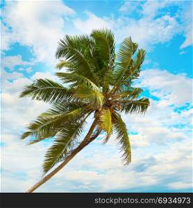 Coconut palm on background the blue sky with white clouds.