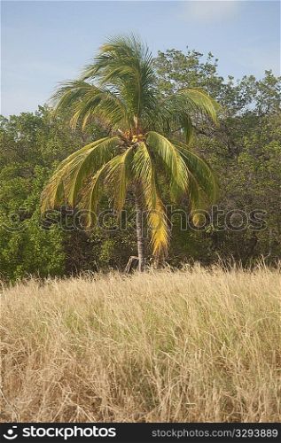 Coconut palm on the forest edge of a grass meadow