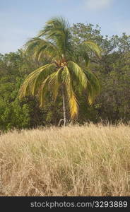 Coconut palm on the forest edge of a grass meadow