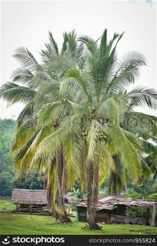 coconut palm tree and coconut fruit in the countryside