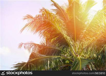 Coconut palm tree and coconut fruit in the tropical garden with blue sky and sunlight background