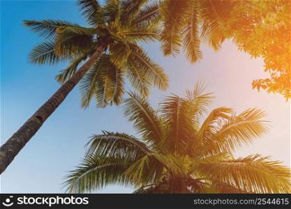 Coconut palm tree at tropical coast in island beach with vintage tone.