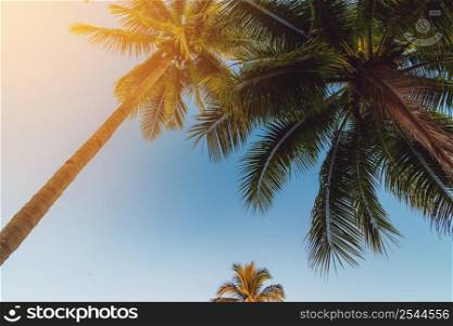 Coconut palm tree at tropical coast with vintage tone
