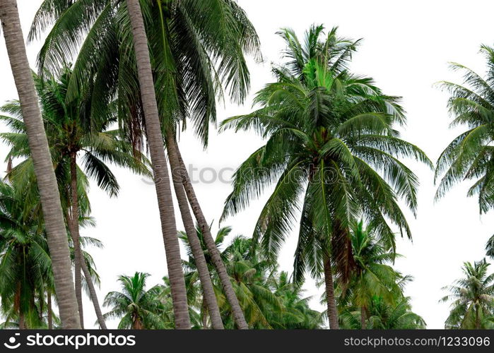 Coconut palm tree garden in resort. Palm plantation. Coconut farm in Thailand. Trunk and green leaves of coconut palm tree. Exotic tropical tree. Summer beach tree. Natural source of coconut oil.