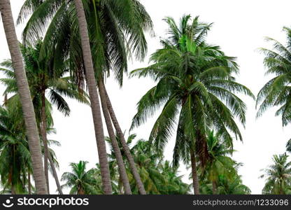 Coconut palm tree garden in resort. Palm plantation. Coconut farm in Thailand. Trunk and green leaves of coconut palm tree. Exotic tropical tree. Summer beach tree. Natural source of coconut oil.