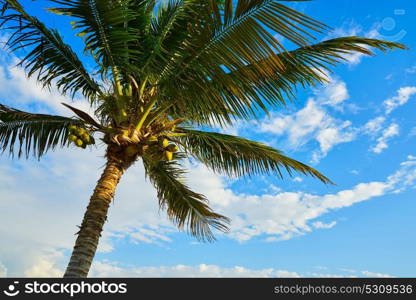 Coconut palm tree in Mayan Riviera Maya of Mexico