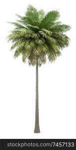 coconut palm tree isolated on white background. 3d illustration