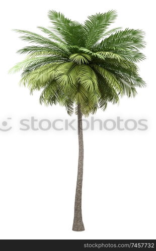 coconut palm tree isolated on white background. 3d illustration