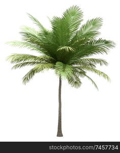 coconut palm tree isolated on white background. 3d illustration