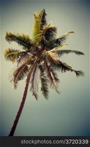 Coconut palm tree isolated over tropical sky. Image in vintage style. India