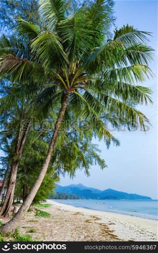 Coconut palm tree on a tropical beach
