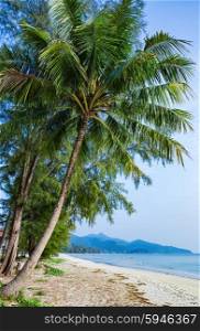 Coconut palm tree on a tropical beach