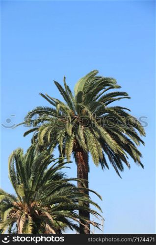Coconut palm tree on blue sky background