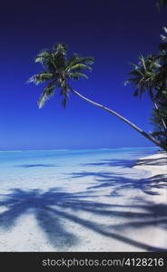 Coconut palm tree on the beach, Hawaii, USA