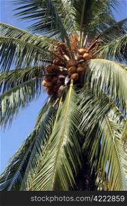 Coconut palm tree on tropical island, Thailand