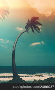 Coconut palm tree on tropical ocean beach, vintage toned and retro color stylized with light leaks