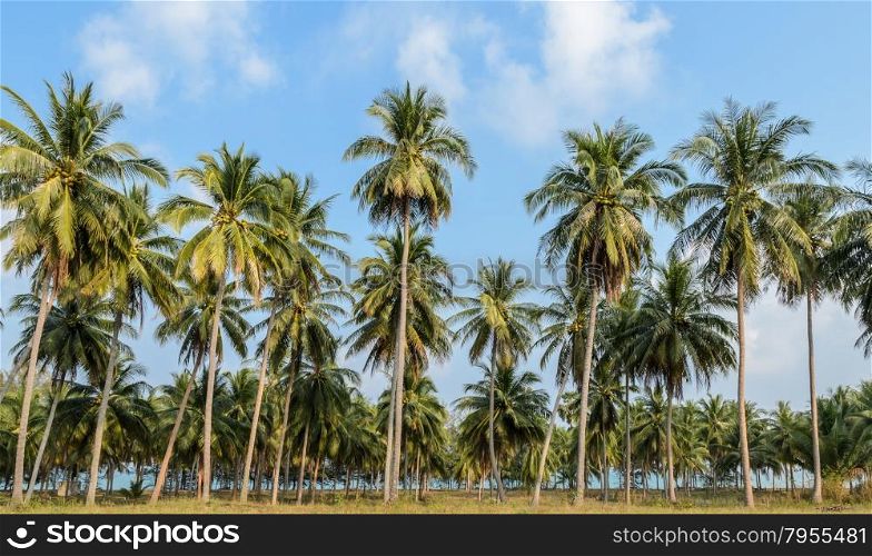 Coconut palm tree plantation in Thailand