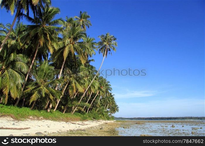 Coconut palm tree plantation on the Pantai Sorak beach in Nias, Indonesia