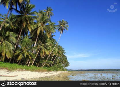 Coconut palm tree plantation on the Pantai Sorak beach in Nias, Indonesia