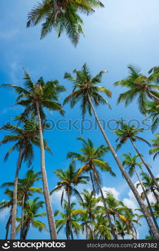 Coconut palm trees