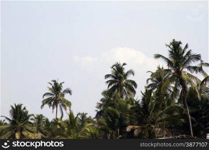 Coconut palm trees against the sky. GOA India beach. Branches of coconut palms under blue sky.. Coconut palm trees against the sky. GOA India beach. Branches of coconut palms under blue sky