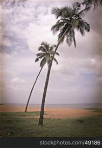 Coconut palm trees at backwaters, Alleppey, Kerala, India