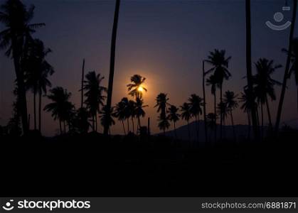coconut palm trees at sunset. Vintage tone.