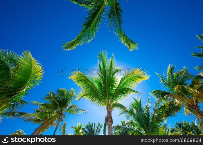 Coconut palm trees, beautiful tropical background