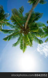 Coconut palm trees, beautiful tropical background