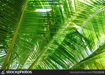 Coconut palm trees leaf perspective lower view