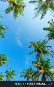 Coconut palm trees leafs with blue sky as copy space