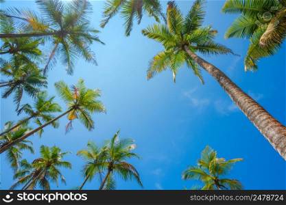 Coconut palm trees lush crowns perspective view