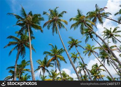 Coconut palm trees on a beach