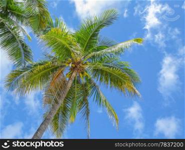 Coconut palm trees on blue sky background, Philippines