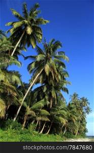 Coconut palm trees on the Pantai Sorak beach in Nias, Indonesia
