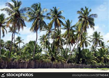 Coconut palm trees on the Upuveli beach, Sri Lanka