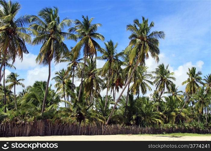 Coconut palm trees on the Upuveli beach, Sri Lanka