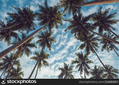 Coconut palm trees on tropical beach vintage nostalgic film color filtered
