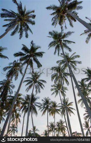 Coconut palm trees perspective high long view