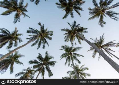 Coconut palm trees perspective high long view