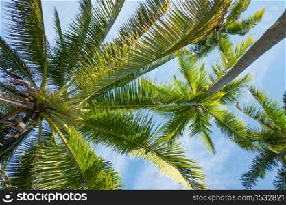 Coconut palm trees perspective lower view