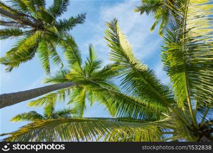 Coconut palm trees perspective lower view