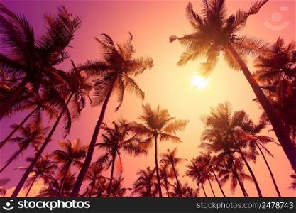 Coconut palm trees silhouettes at vivid soft warm tropical sunset