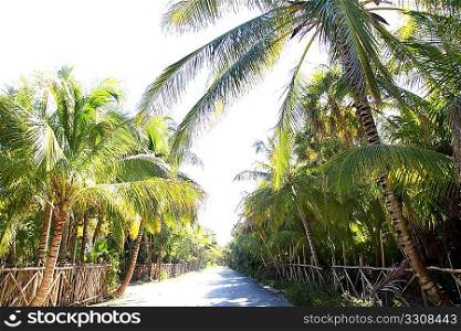 coconut palm trees track road tropical beach