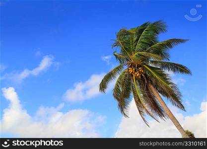 Coconut palm trees tropical typical background blue sky