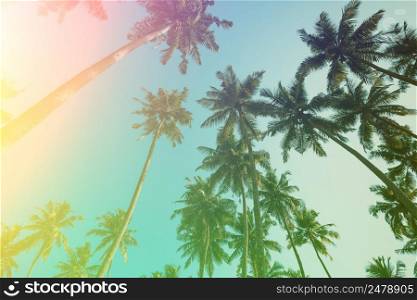 Coconut palm trees vintage toned. Palm tree summer beach sunny day retro stylized.