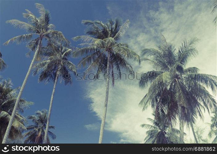 coconut palm trees with blue sky. Vintage filter