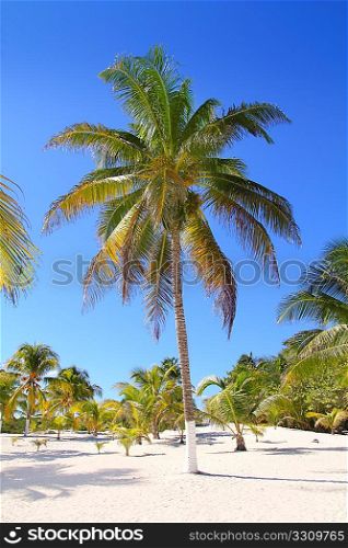 coconut palm trees with white sand in tropical paradise