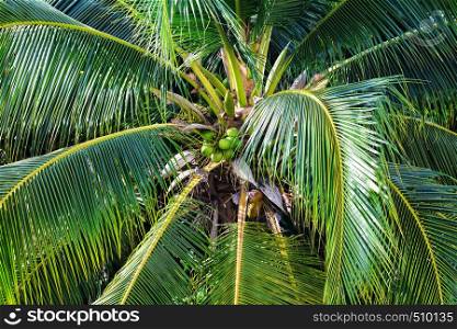 coconut palm with nuts close up