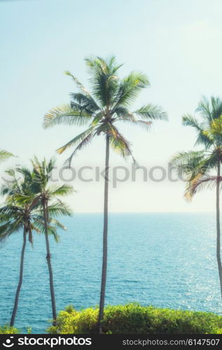 Coconut palms against the backdrop of sky and sea